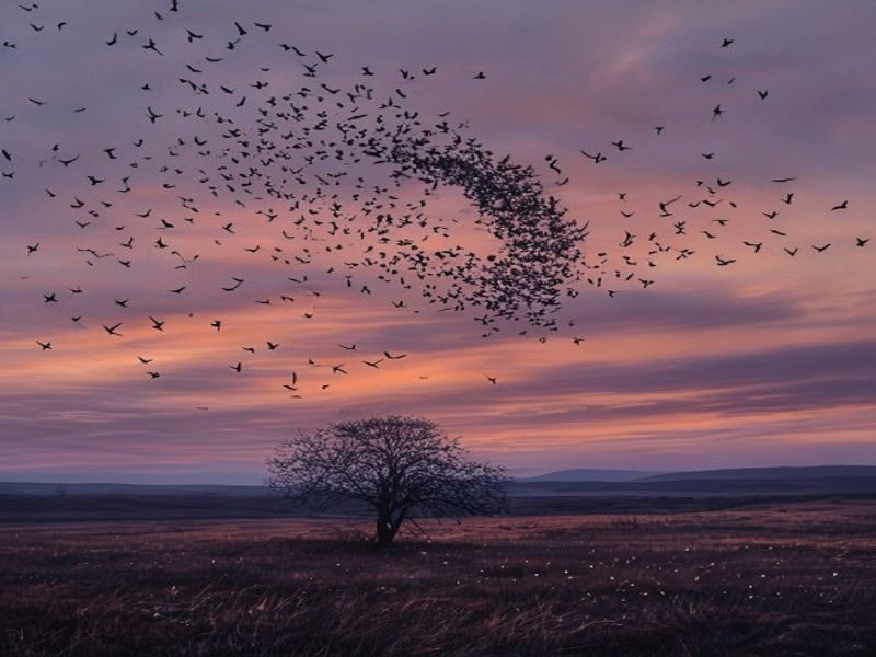 Sky of Wings
